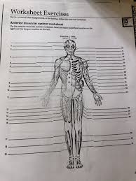 There are over 600 muscles in the body. Body Muscles Worksheet Human Anatomy