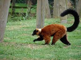Red Ruffed Lemur Walking On Grass Lemur Facts And Information Lemur Slow Loris Animals