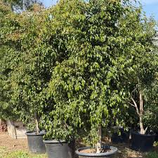 Image result for Ficus benjamina