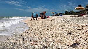 Florida Just Had The Hottest Recorded Ocean Temperature. Here'S What That  Means For The Environment