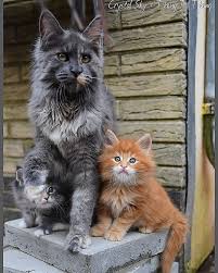 Pin By Luiza Buzatu On Pisici In 2020 Animale Amuzante Pisici Amuzant