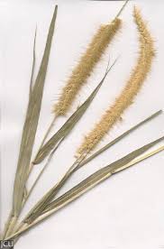 Image result for Cenchrus purpureus