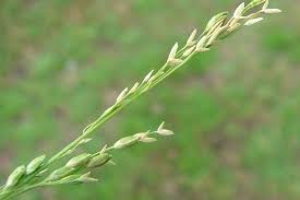Image result for Ehrharta erecta