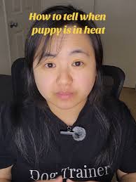 Male Dogs in Heat Cycle Symptoms