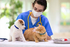 A caring team like ours at east valley animal hospital, will listen to your pet's symptoms then determine the best way to diagnose. 2 Best Vets To Visit For Quality Pet Medical Care In Yishun Near Me 2021