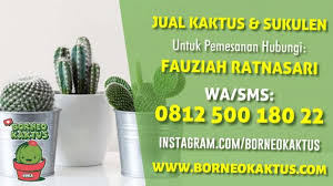 Tidak mudah ditemukan dan bentuknya menarik perhatian. Jual Kaktus Murah Kaktus Mini Kaktus Hias Souvenir Kaktus Page 30 Of 517 Jual Kaktus Murah Kaktus Mini Kaktus Unik Kaktus Langka Kaktus Hias Souvenir Kaktus Call 0812 5001 8022 Borneokaktus Com