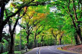 Tree forest abstract artwork celestial artwork outdoor art. Forest Research Institute Malaysia Frim Nature Trekking From Kuala Lumpur Compare Prices 2021