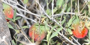 Image result for Coccinia rehmannii