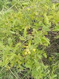 Image result for Cineraria deltoidea