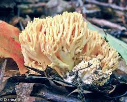 Image result for Heteromorpha sp. agg.