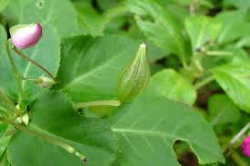 Image result for Impatiens wallerana