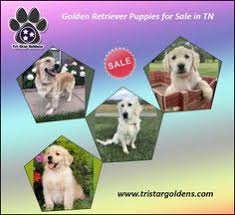 They are good with strangers, tolerant with young kids, and good. 20 Tristar Goldens Ideas In 2021 Puppies For Sale Golden Retriever Tri Star