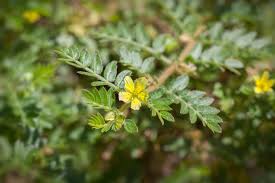 Image result for Tribulus terrestris