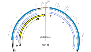 Dna mutations practice worksheet answer key students use both morphology and analysis of dna worksheets feature multiple choice. Seqbuilder Pro Faq Answers To Your Webinar Questions Dnastar