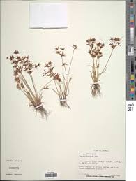 Image result for Cyperus amabilis