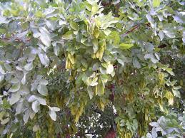 Image result for Pericopsis