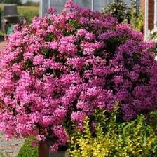 Geranium Balcon Rose Lilas Roi Des Balcons Est La Vedette Pour Un Fleurissement Facile Des Balcons Et Des Fene Geraniums Garden Geraniums Geranium Young Living