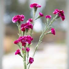 Apr 28, 2021 · carnation flowers have become symbolic of mother's love and also of mother's day. Carnation Dark Pink Buy Online Or Call 01536 517077