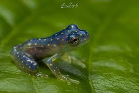 Slope-snouted Glass Frog, Cochranella euknemos, a beautiful and uncommon amphibian of Costa Rica, Panama, and N Colombia. ▪️Slope-billed Glass Frog, Cochranella euknemos Conservation Status: Declining Glass Frogs (family Centrolenidae) are so named