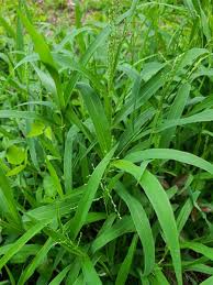 Image result for Urochloa umbellata