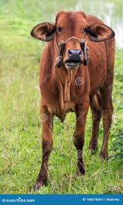 Brown Oxes Stock Photos