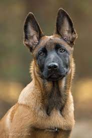 Mostlydogsmostly Belgian Malinois Dog Malinois Puppies Malinois Dog