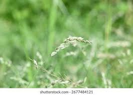 Image result for Eragrostis pilosa