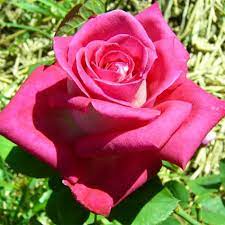 Rosa Acapella Tanapella Acapella Tanapella Rose Rosebushes Producer Petales De Roses Com The lyrics of roses are explicit. rosa acapella tanapella acapella tanapella rose rosebushes producer petales de roses com