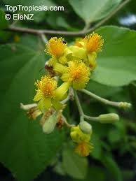 Image result for Grewia herbacea