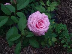 2014 was its second season. Least Favorite Rose
