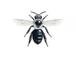 Maybe you would like to learn more about one of these? Bee Identification Guide Friends Of The Earth