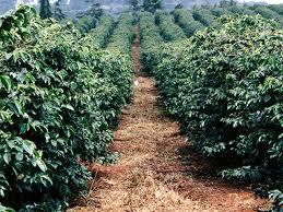 The state is an alternative plantation region of coffee and rubber in india. India S Farmers Get Their Own Coffee Blockchain Here S How It Happened