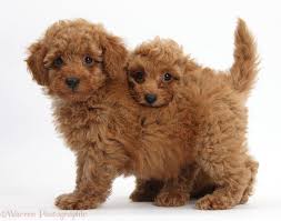Look at pictures of poodle (toy or tea cup) puppies who need a home. Free Download Toy Poodle Puppies Red Toy Poodle Puppies 1288x1017 For Your Desktop Mobile Tablet Explore 48 Toy Poodle Wallpaper Standard Poodle Wallpapers Pink Poodle Wallpaper Free Poodle Puppy Wallpapers