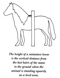 How To Measure American Miniature Horse