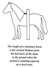 how to measure american miniature horse