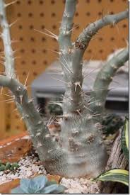 Image result for Pachypodium lealii