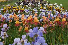 Top 10 Des Pepinieres Et Jardins Ou Voir Les Plus Beaux Iris Beaux Des Iris Jardins Les Ou Pepinieres Top Voir
