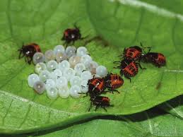 Brown stink bug genus and species: First Instar Brown Marmorated Stink Bugs Photo By Ian Grettenberger Download Scientific Diagram