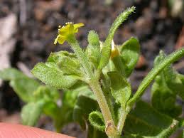 Image result for Disperis mozambicensis