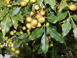 Image result for Ekebergia