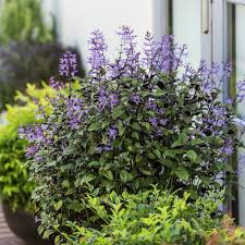 Image result for Monadenium laeve