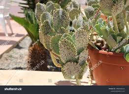 Image result for Kalanchoe marmorata