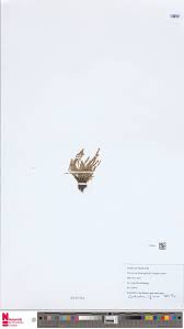 Image result for Coelachne