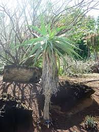 Image result for Aloe luapulana