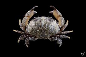 Image result for Platylepis glandulosa