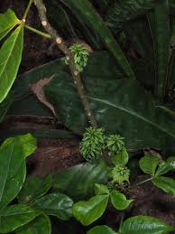 Image result for Crateva eminens