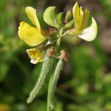 Image result for Vigna luteola