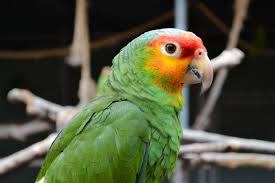 Parrot Bird Bath For Cage Red Lored Amazon Available Now At Thefinchfarm Com Amazon Parrot Parrot Pet Bird Cage
