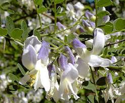 Image result for Sophora inhambanensis