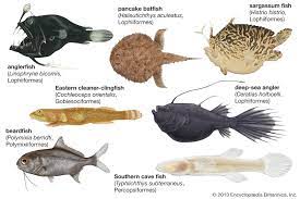 Ceratias holboelli (pt) specie di pesce (it); Ceratias Holboelli Fish Britannica